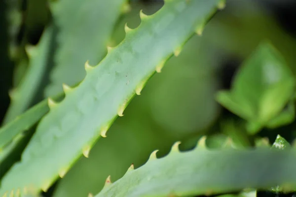 Aloë Vera Tropische Groene Planten — Stockfoto