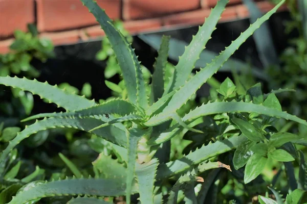 Aloe Vera Tropical Plantas Verdes — Fotografia de Stock