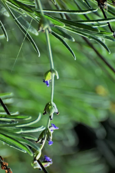 Foglie Verdi Fiori Lavanda Attenzione Selettiva — Foto Stock