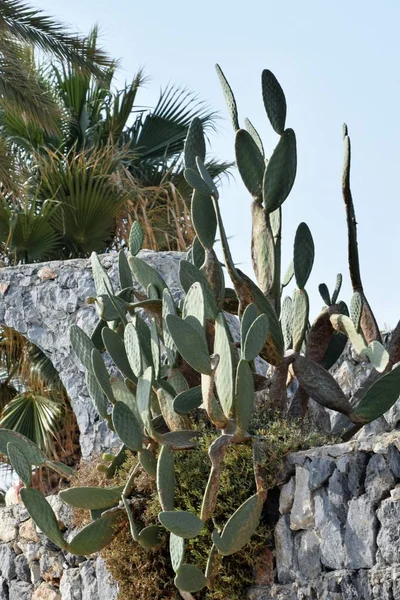 Мальовничий Вид Екзотичні Зелені Кактуси Влітку — стокове фото