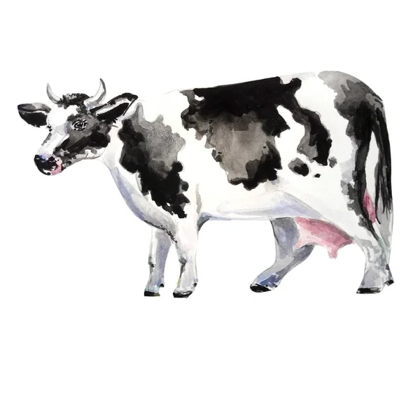 Schöne Kuh Malerei Illustration — Stockfoto