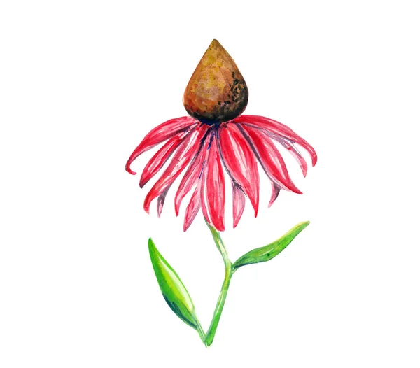 Rosa Echinacea Akvarell Illustration — Stockfoto