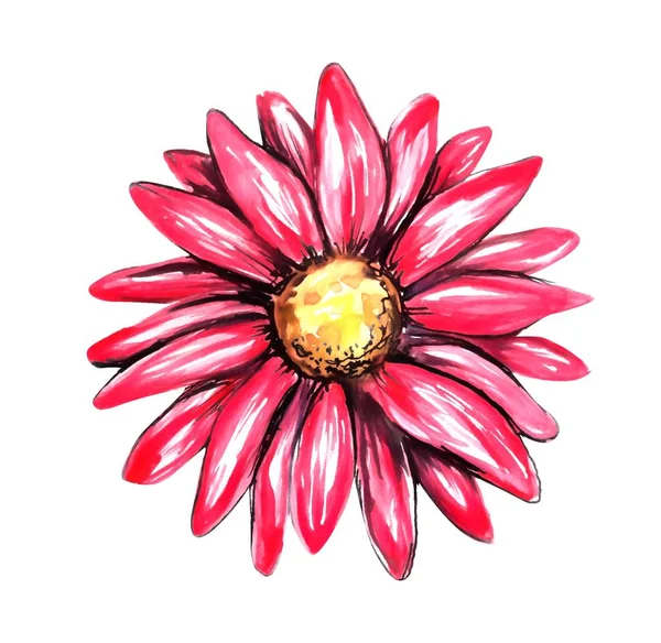 Vacker Echinacea Akvarell Illustration — Stockfoto