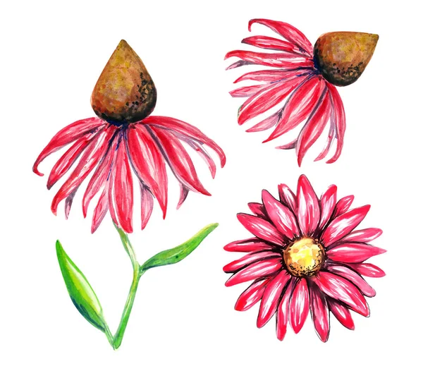 Vacker Echinacea Akvarell Illustration — Stockfoto