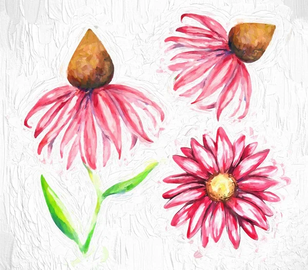 Vacker Echinacea Akvarell Illustration — Stockfoto