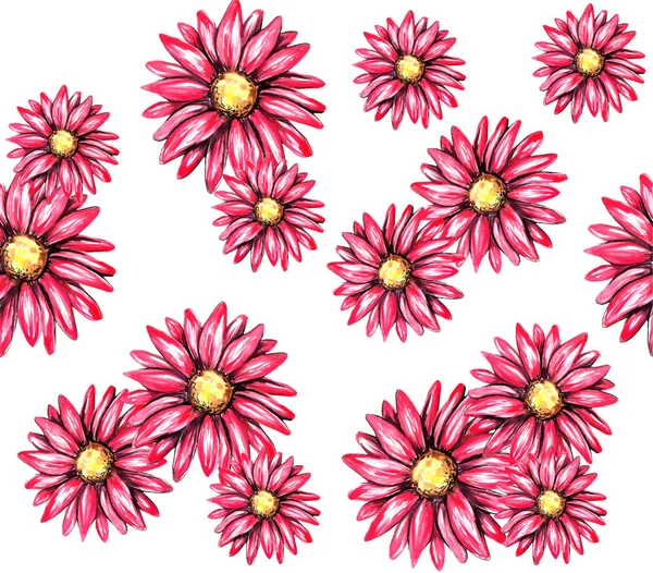 Vacker Echinacea Akvarell Illustration — Stockfoto