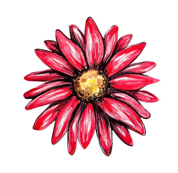 Vacker Echinacea Akvarell Illustration — Stockfoto