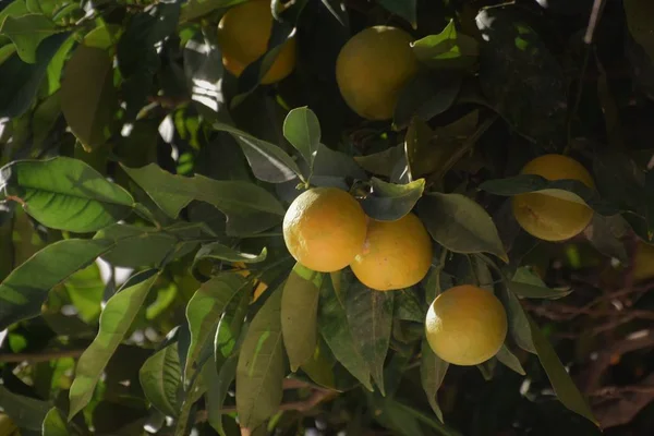 Zbliżenie Świeże Pomarańcze Zielonych Liści — Zdjęcie stockowe