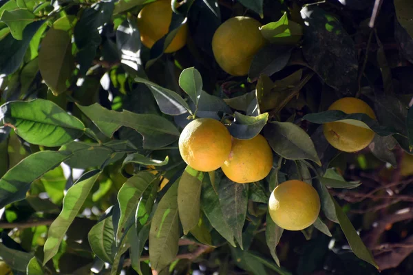 Close Laranjas Frescas Com Folhas Verdes — Fotografia de Stock