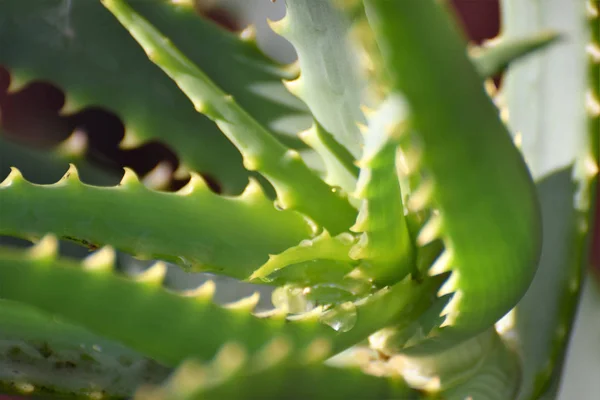 Green Aloe Vera Plant — Stock Photo, Image