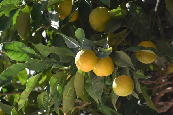 Tropikal Meyve Portakal Çiftlik — Stok fotoğraf