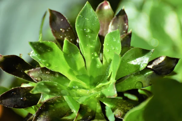 Schoonheid Groene Verse Plant — Stockfoto