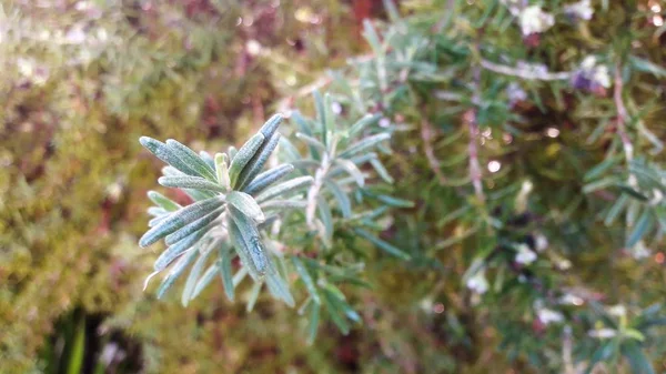 Rozemarijn Plant Kruid Cyprus — Stockfoto