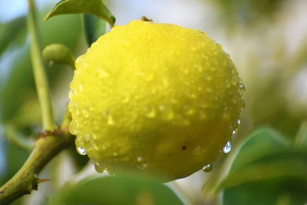 Owoce Tropikalne Pomarańczowy Farm — Zdjęcie stockowe