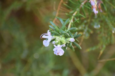 biberiye bitki Kıbrıs bitki