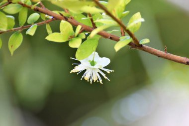 güzel Kıbrıs bahar sabahı 