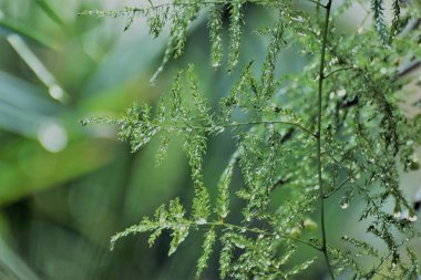 Güzellik Yeşil taze bitki