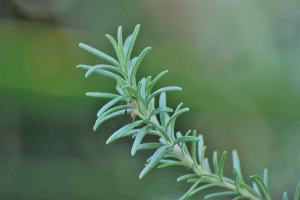 Rosemary Plant Herb Cyprus — Stock Photo, Image