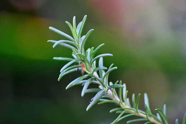 Rosemary Plant Herb Cyprus — Stock Photo, Image