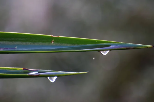 Beleza Verde Planta Fresca — Fotografia de Stock