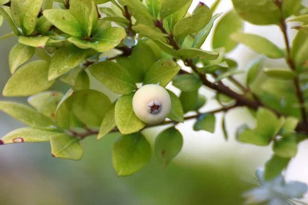 Krásný Jarní Kypr Ovoce — Stock fotografie