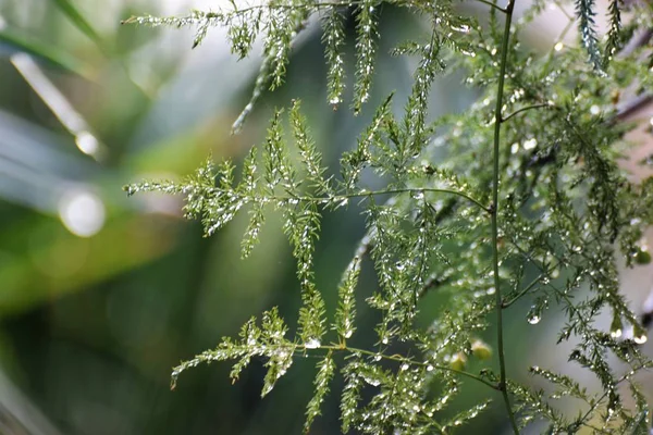 Belleza Verde Planta Fresca —  Fotos de Stock