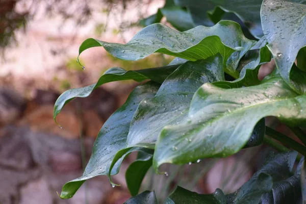 Beauty Green Fresh Plant — Stock Photo, Image