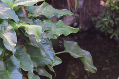 Güzellik Yeşil taze bitki