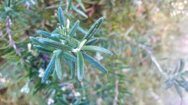 Rosmarin Växter Ört Cypern — Stockfoto