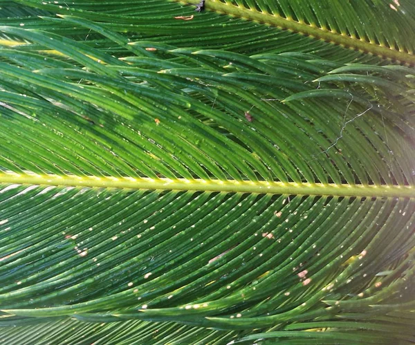 Cyprus Tropical Palm Leaf — Stock Photo, Image