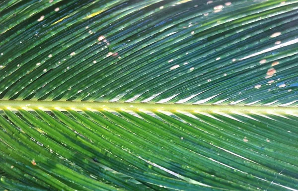 Cyprus Tropical Palm Leaf — Stock Photo, Image