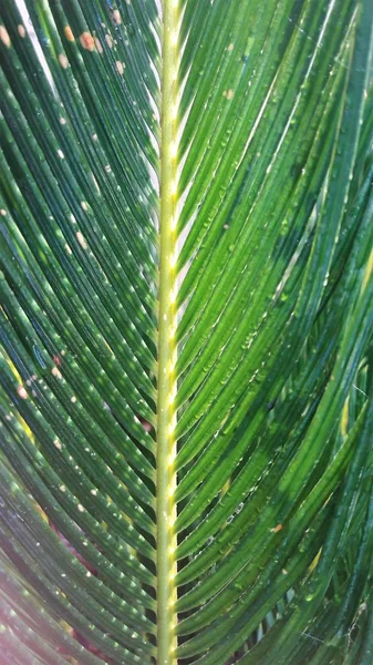 Кіпр Тропічних Palm Leaf — стокове фото