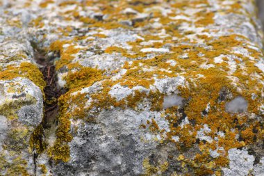 Orman taş üzerine yosun