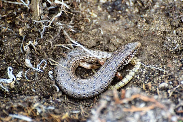 Lagarto Dormido Invierno —  Fotos de Stock