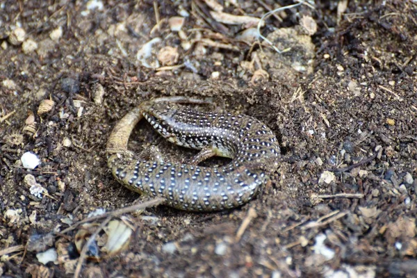 Lagarto Dormido Invierno —  Fotos de Stock