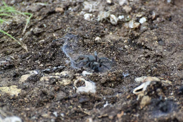 Tarantula Spider Erdő — Stock Fotó