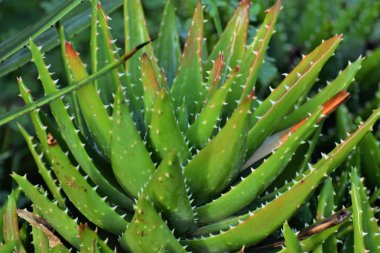 Aloe Vera Cyprus bitki
