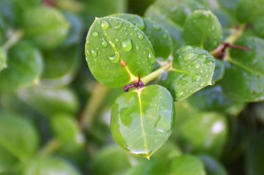 Yağmur sonra Kıbrıs Bahçe 