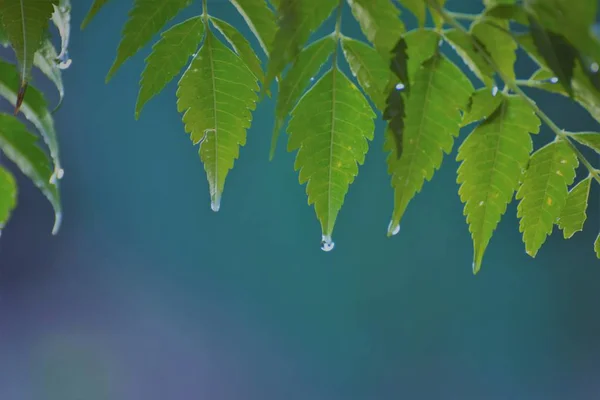 Cypern Trädgård Efter Regn — Stockfoto