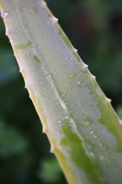 Aloe Vera Zypernpflanze — Stockfoto