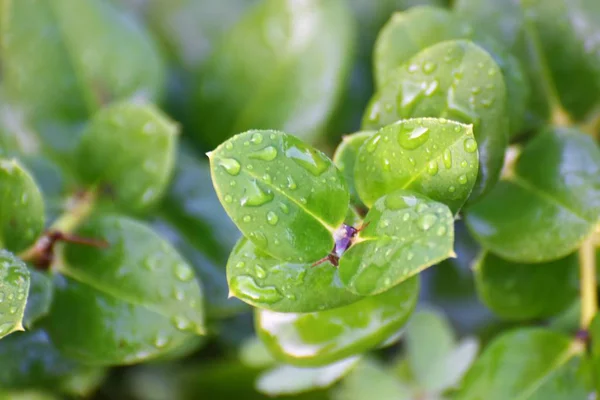 Cyprus Tuin Regen — Stockfoto