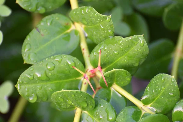 雨の後キプロス ガーデン — ストック写真