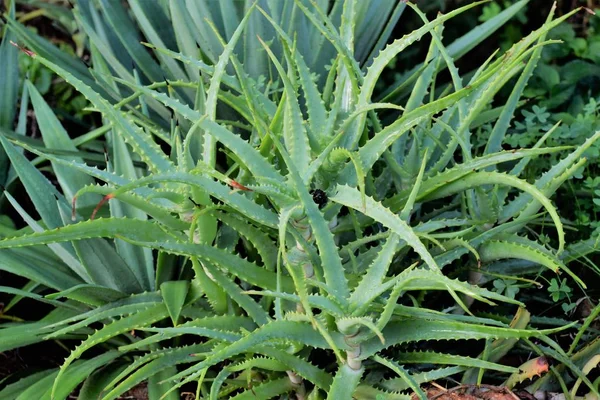 Aloe Vera Chipre Planta —  Fotos de Stock