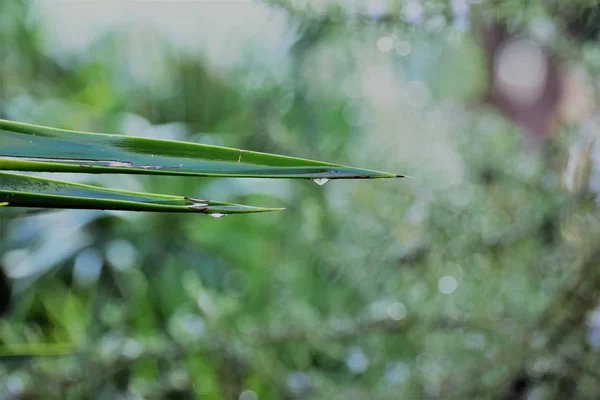 Cyprus Tuin Regen — Stockfoto