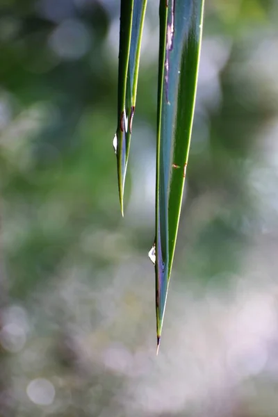 Cyprus Tuin Regen — Stockfoto