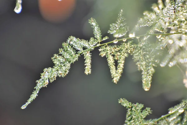 Cyprus Tuin Regen — Stockfoto