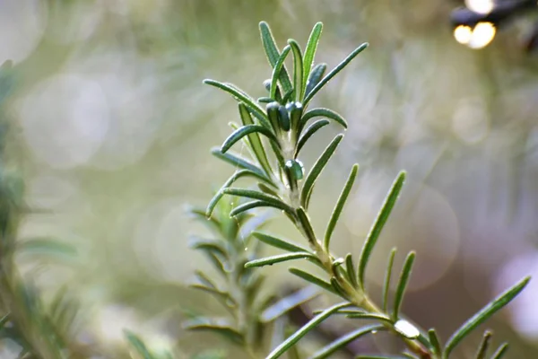 Alecrim Planta Erva Chipre — Fotografia de Stock