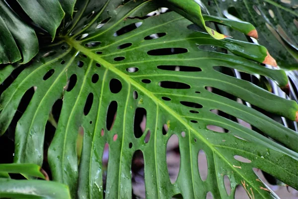 Тропічний Кіпр Palm Leaf — стокове фото