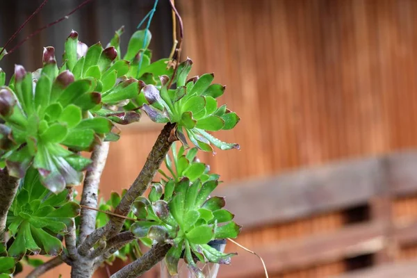 Cyprus Tuin Regen — Stockfoto