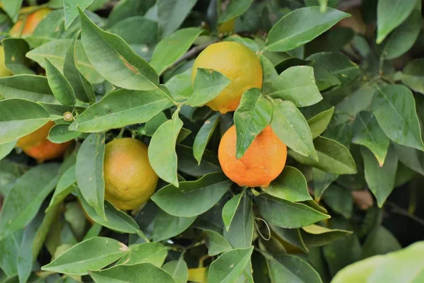 Orange Fruits Tree Cyprus — Stock Photo, Image